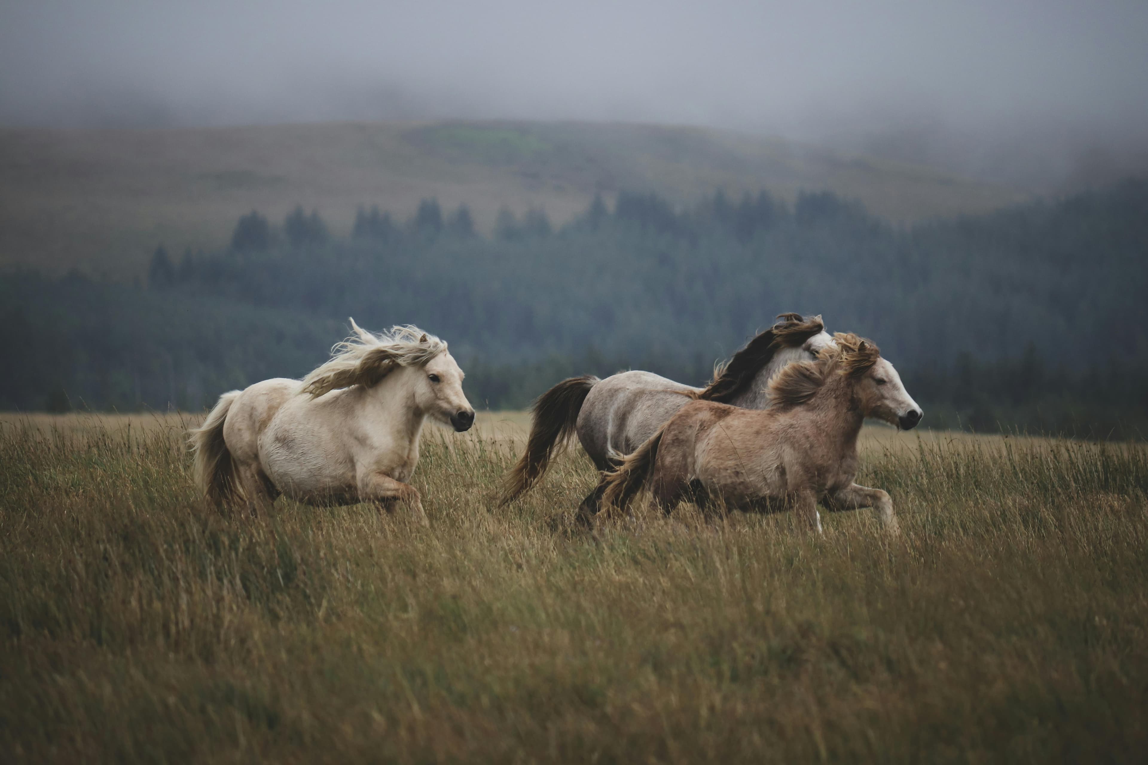 Equine Therapy