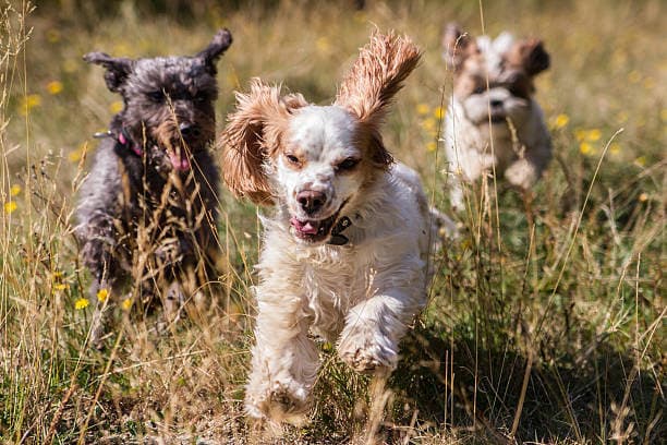 Dogs running at Canine Adventure Park