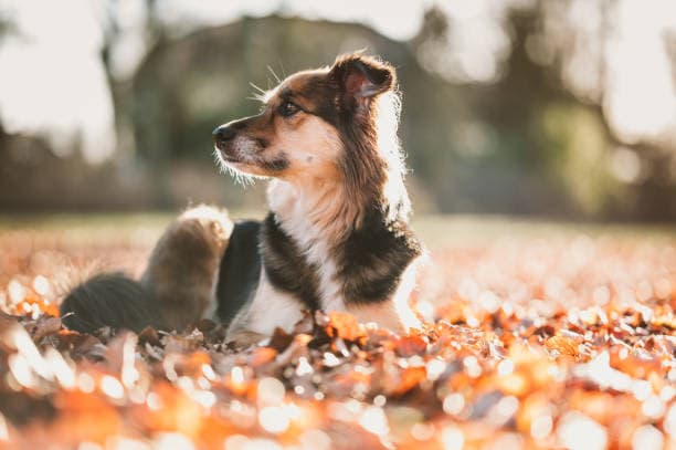 Fluffy dog lying in autumn leaves