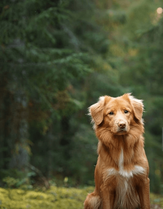 Dog representing peace and connection