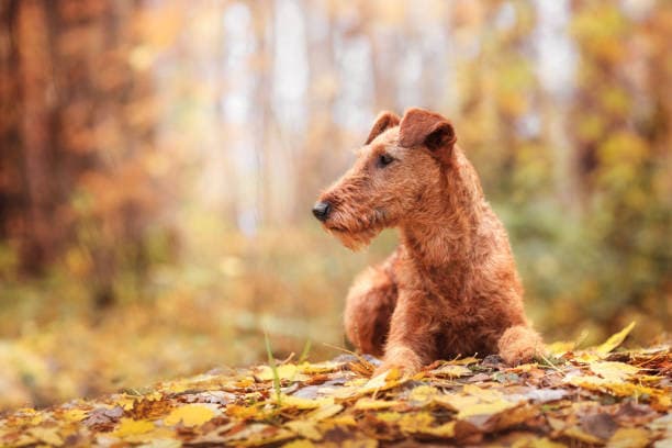 Contact Cheryl - Dog in autumn leaves