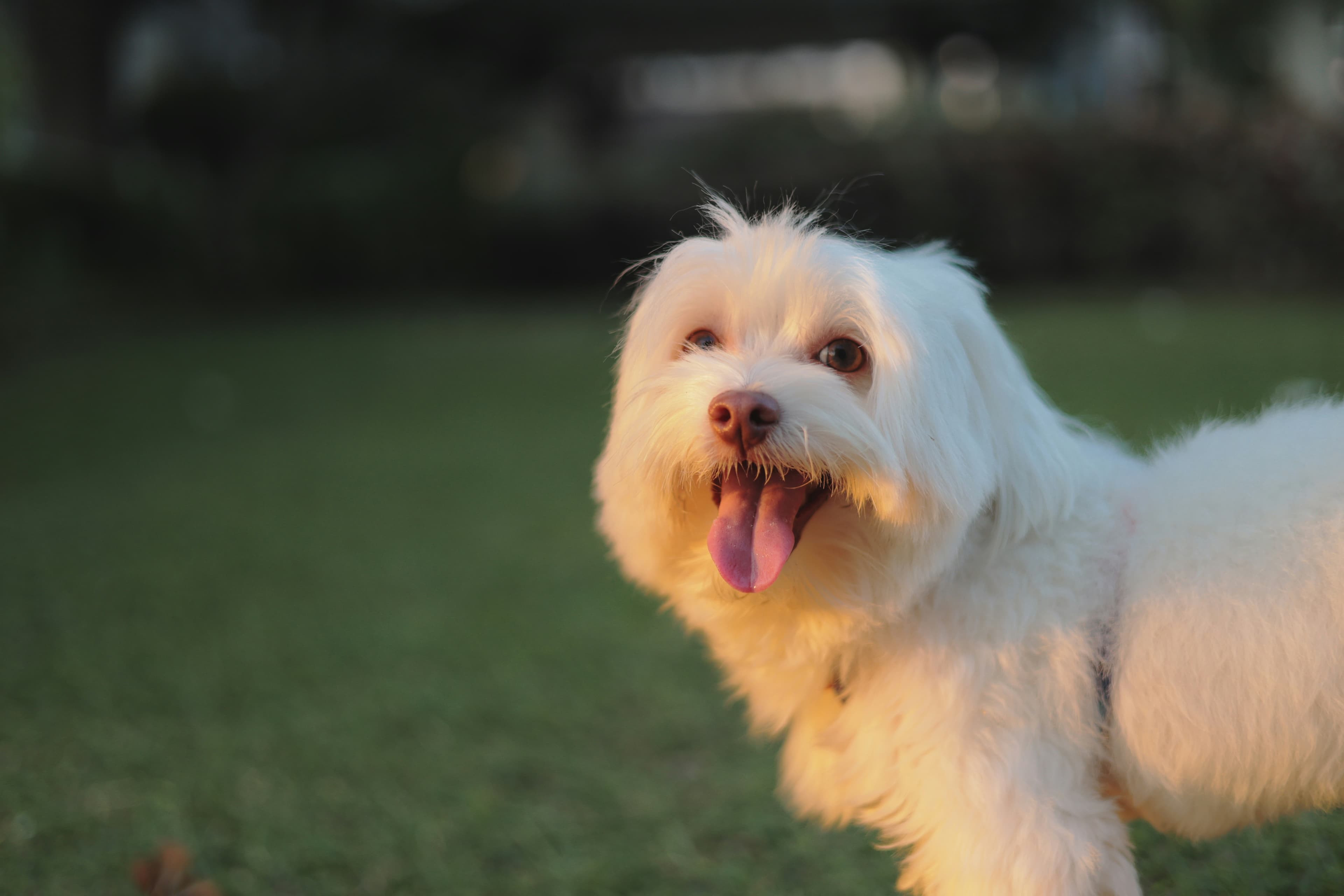 A dog in a peaceful setting