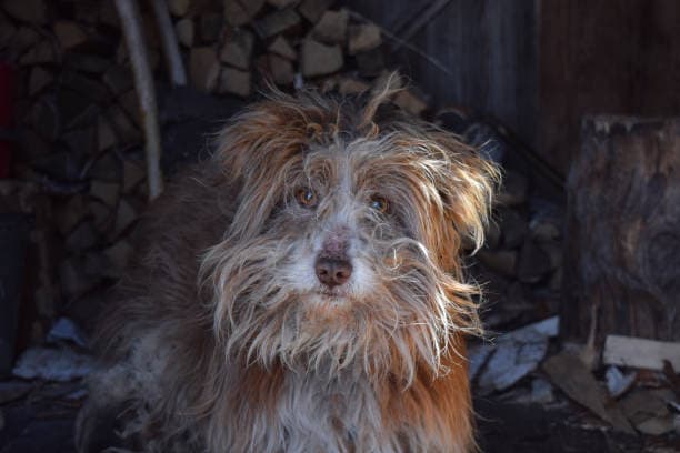 Shaggy dog looking forward