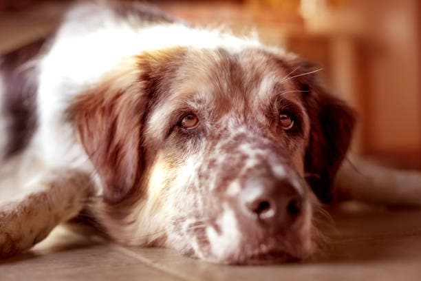 Dog resting its head calmly during body and energy work