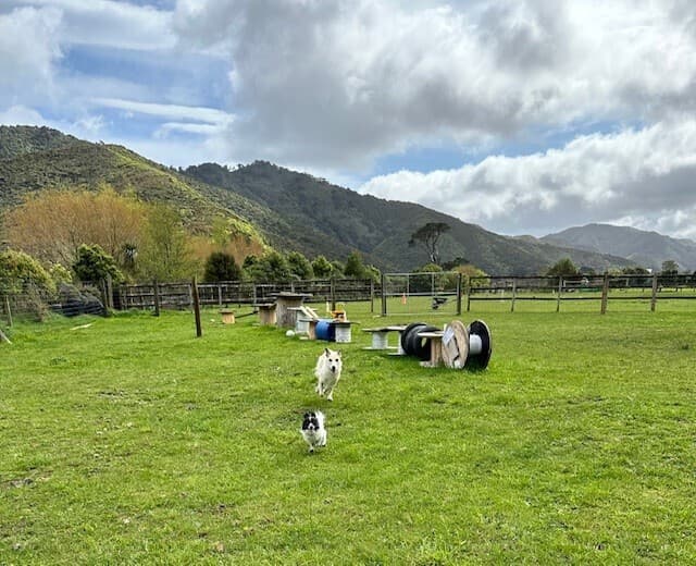Dog running