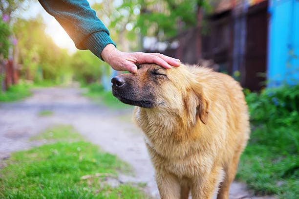 A hand gently petting a rescued dog's head