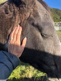 Horses