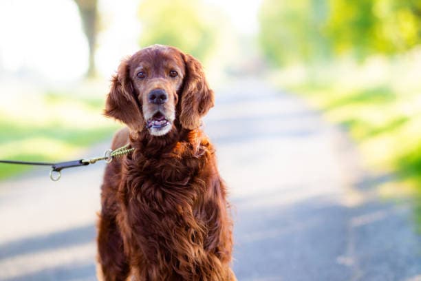 Dog therapy in nature